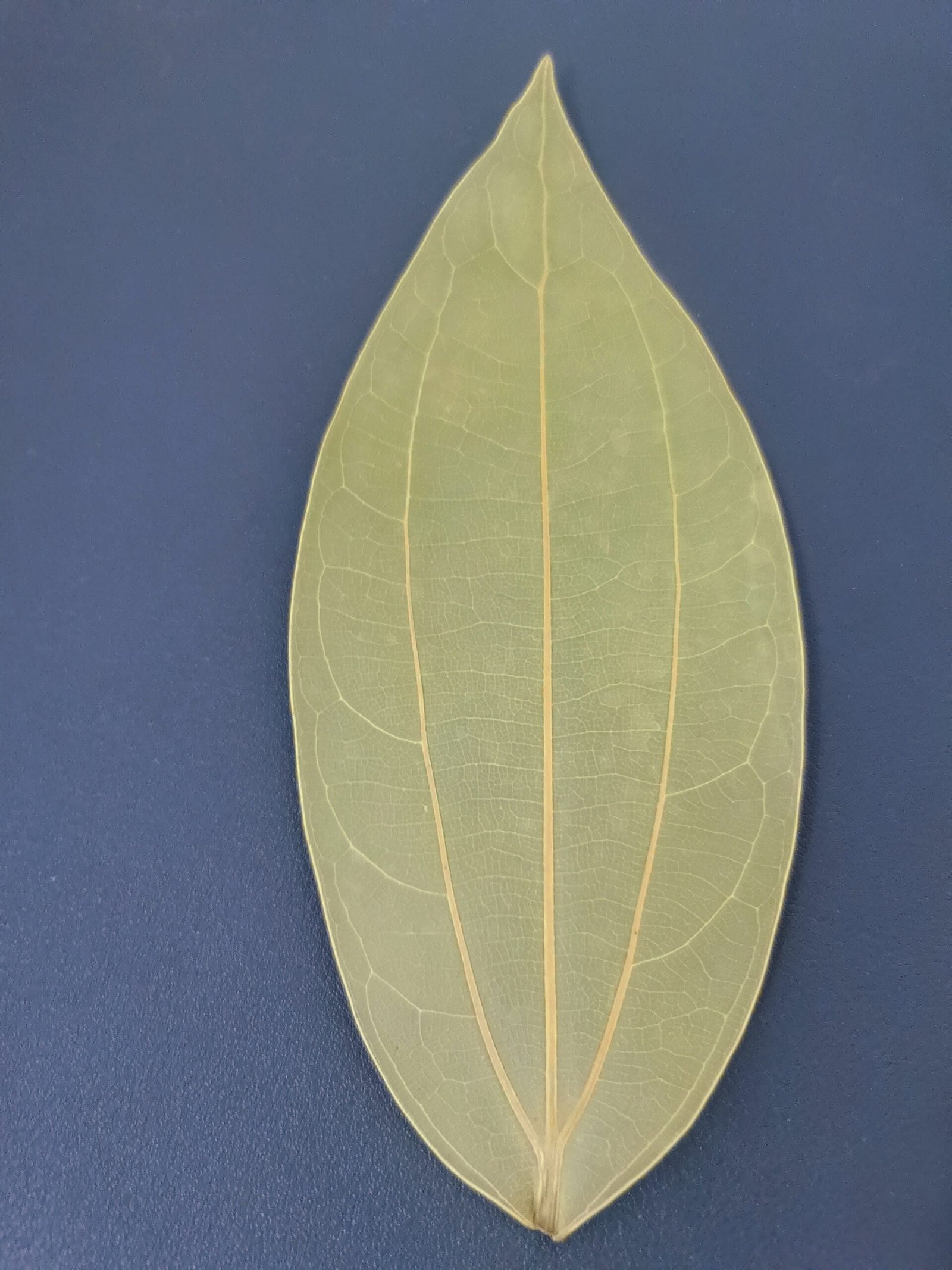 friedensblatt & led bilderrahmen