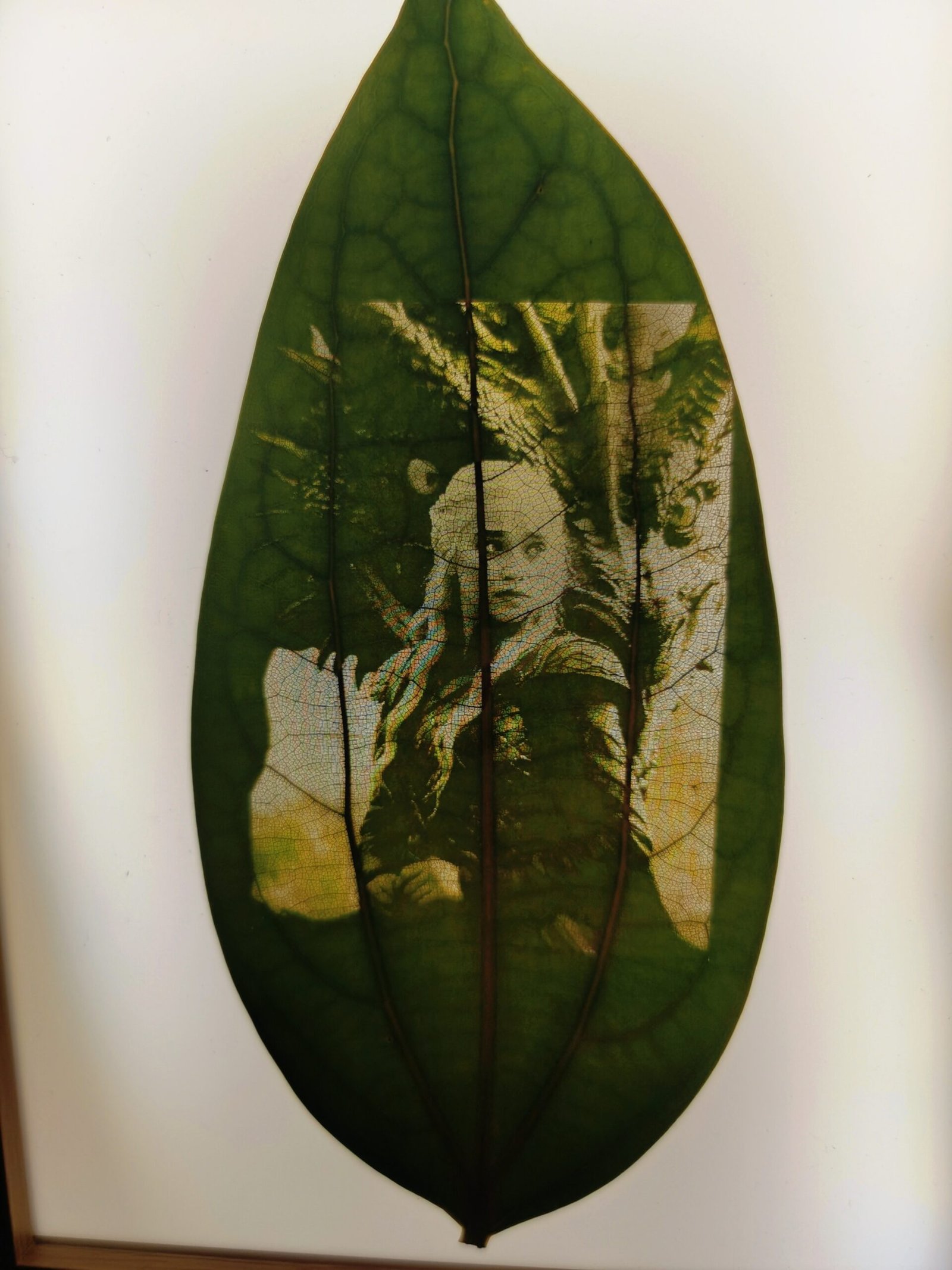 friedensblatt & led bilderrahmen